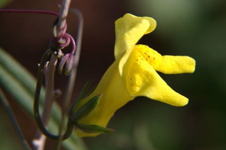Neogaerrhinum 7