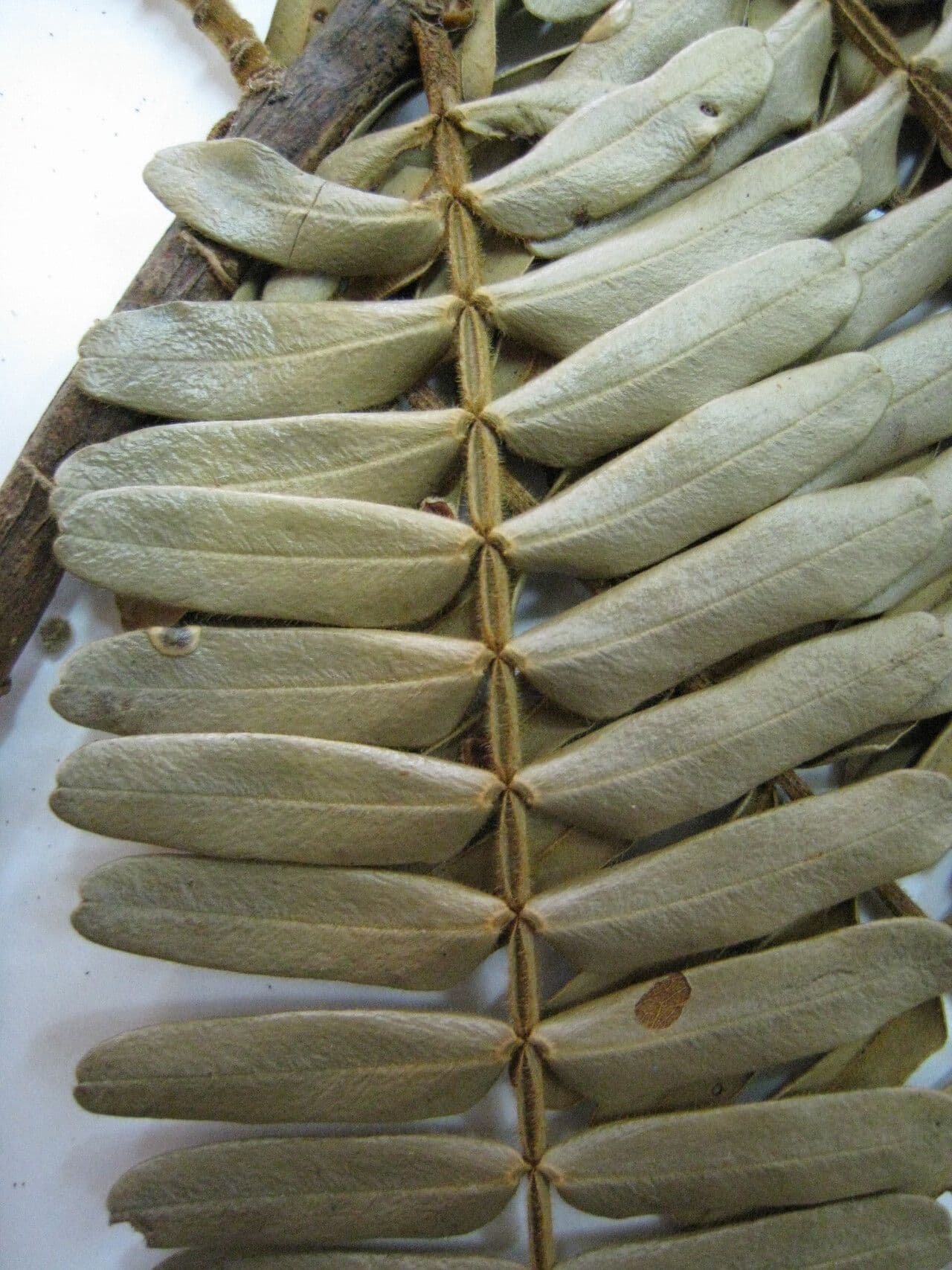 Macrolobium 3