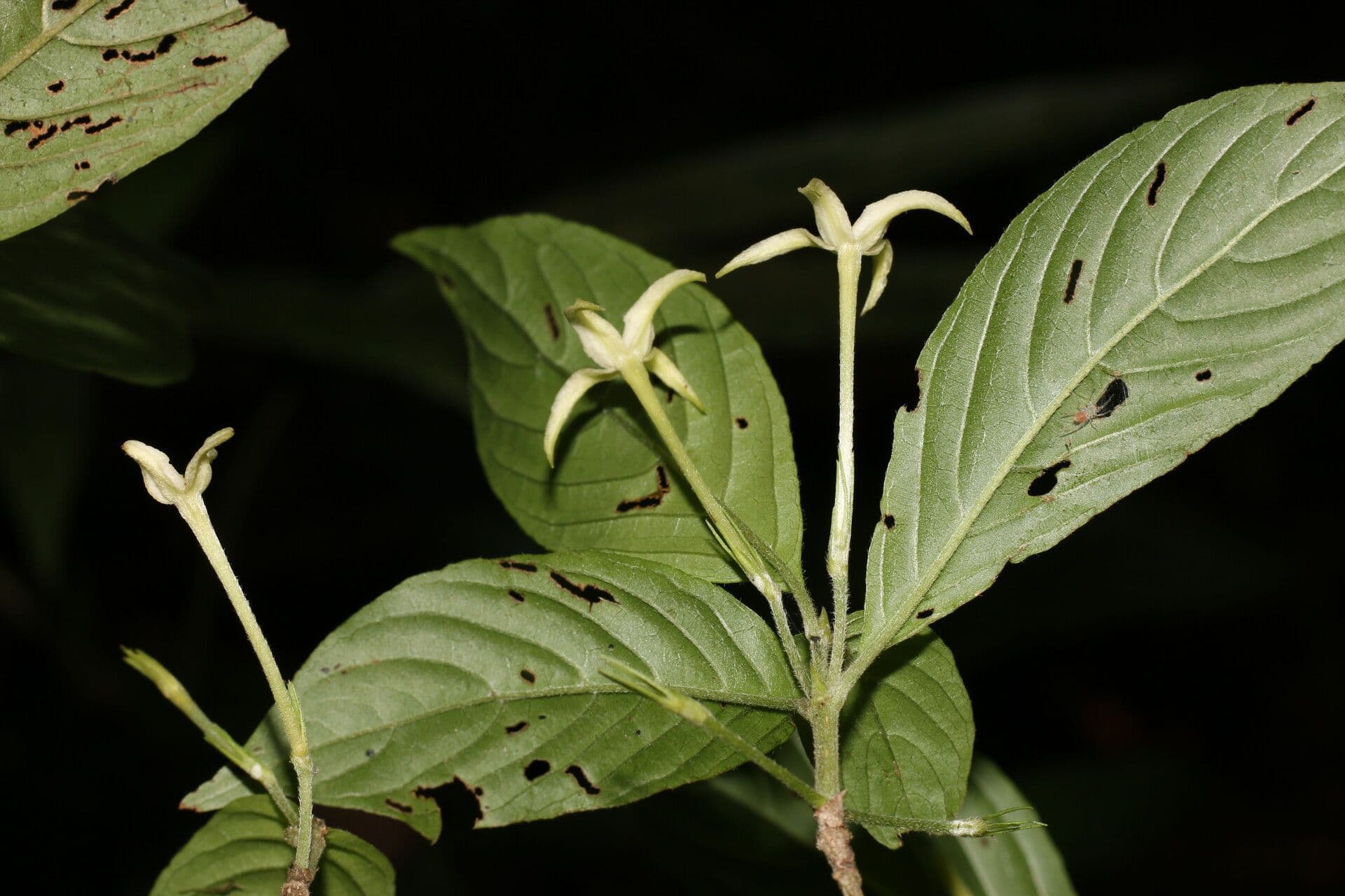 Chomelia 9