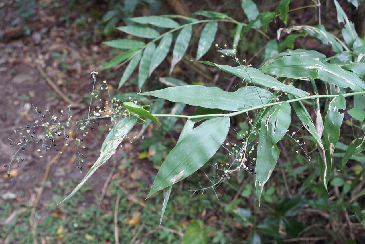 Lasiacis maculata 7