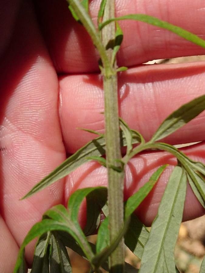 Bylica Verlota 23