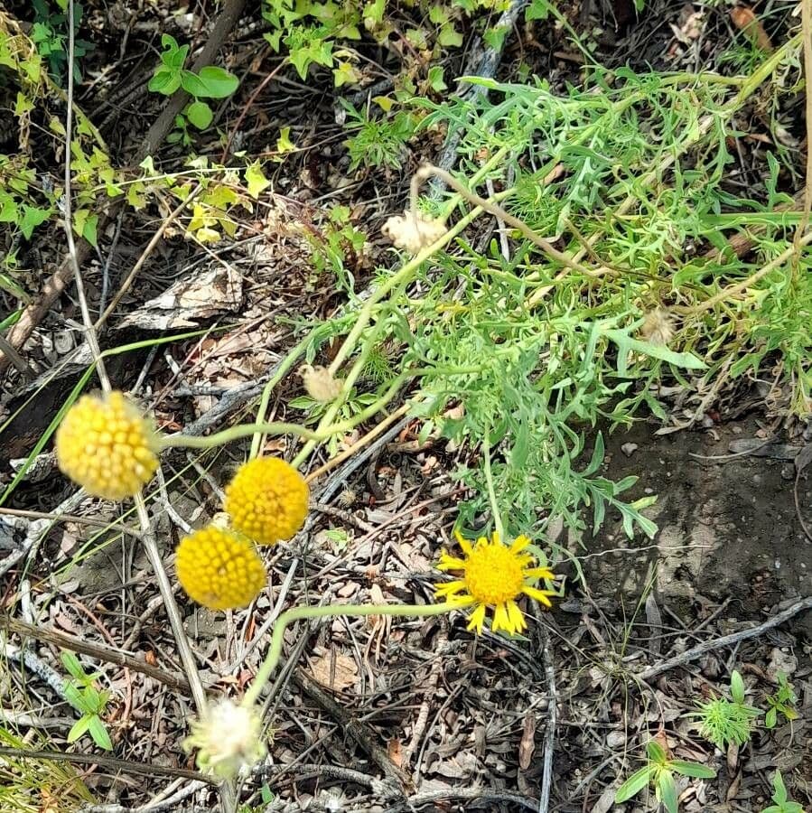 Gaillardie 7