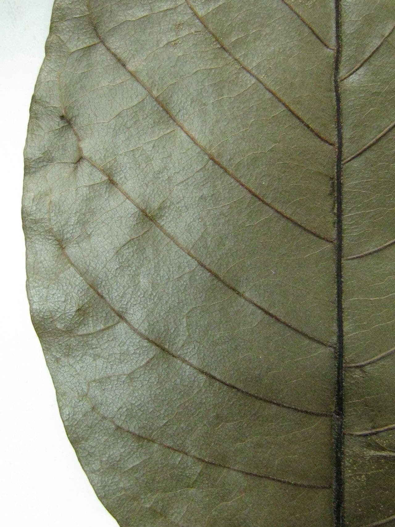 Vitex compresso 4