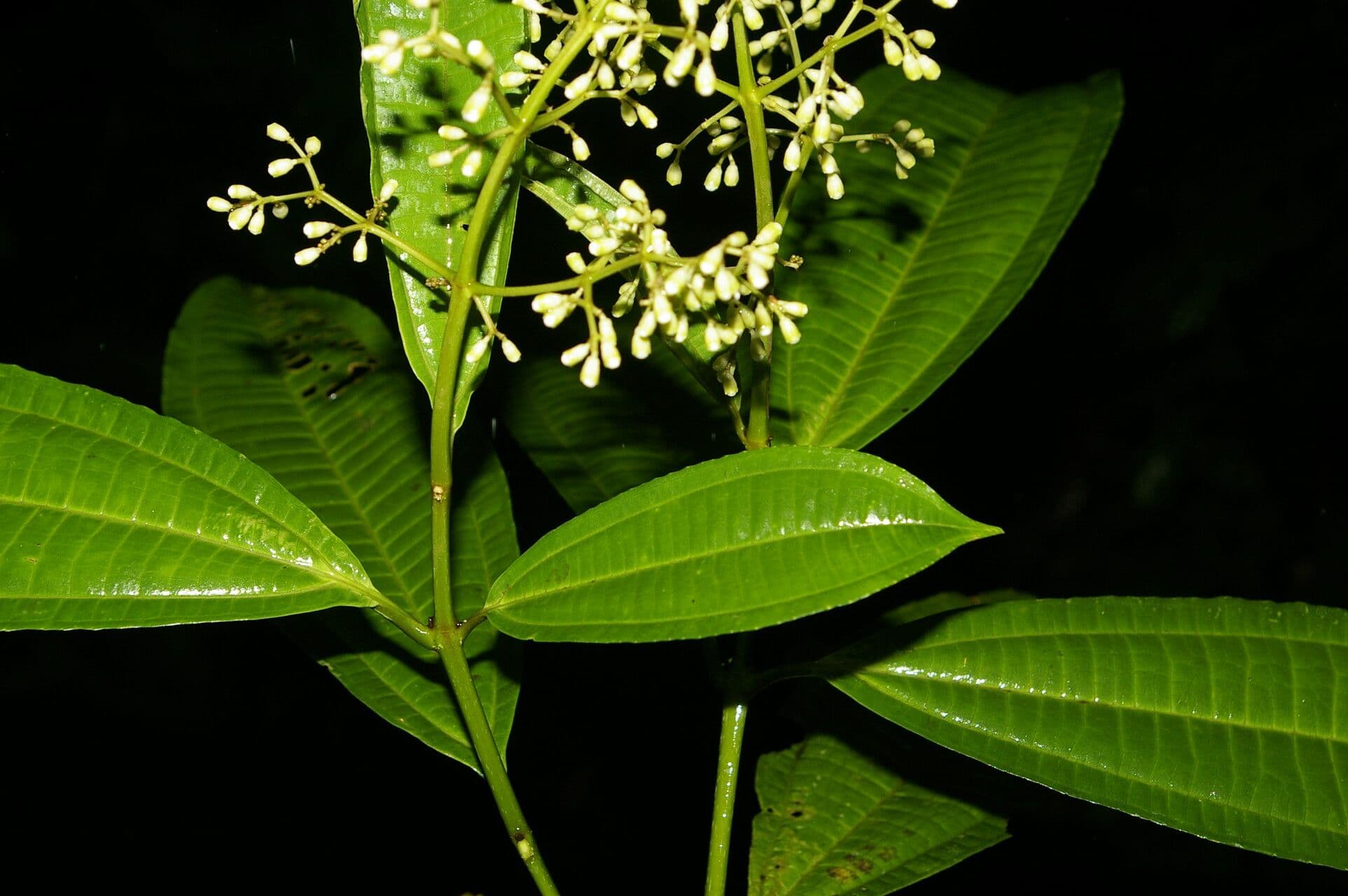 Miconia 4