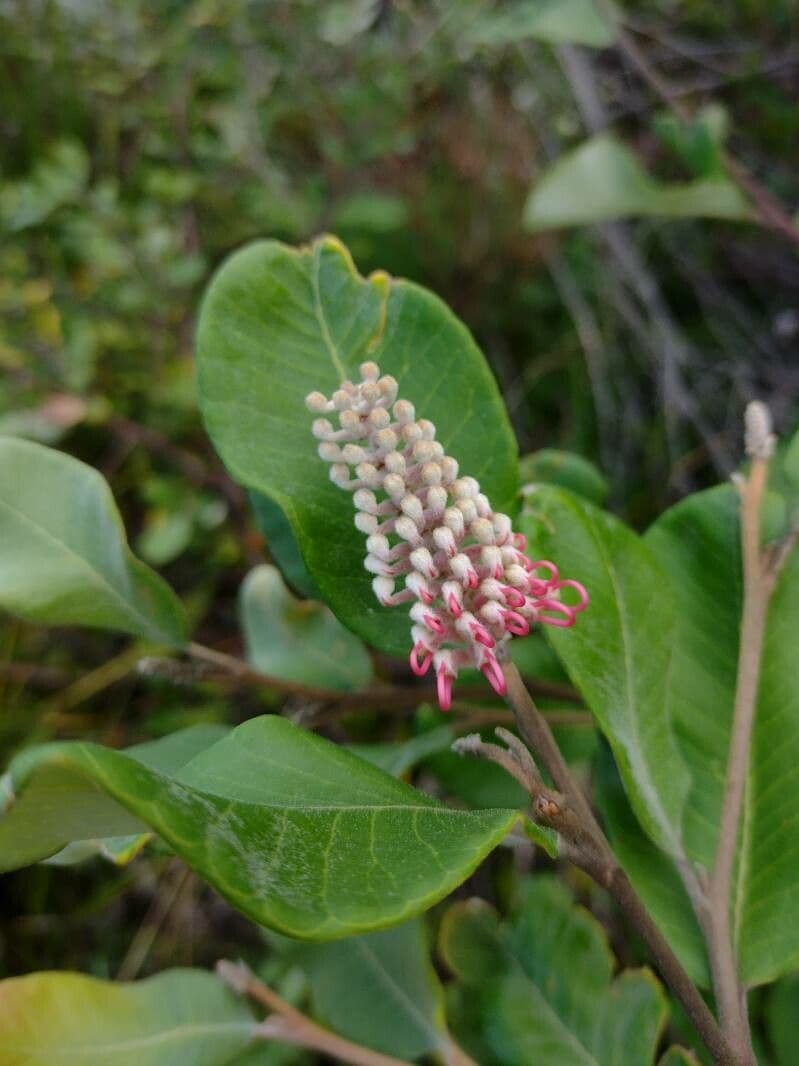 Grevillea