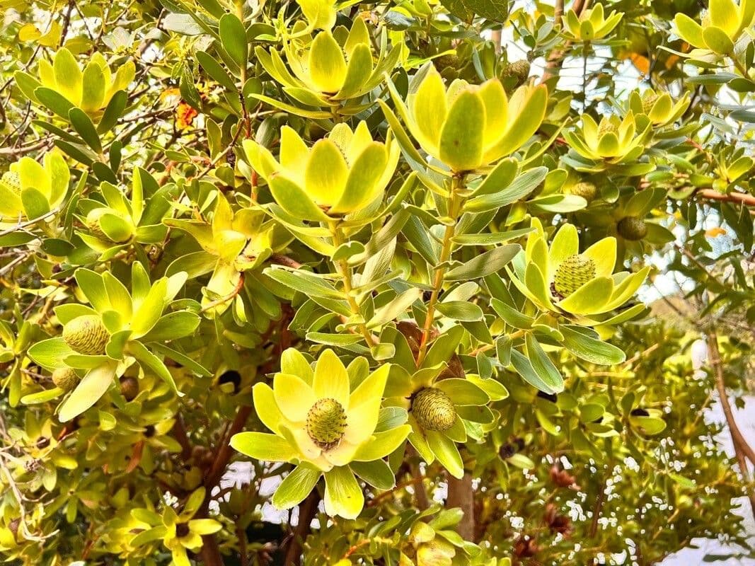 Leucadendron 9
