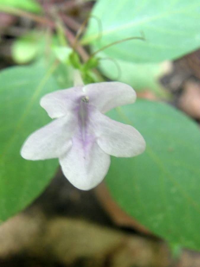 Streptocarpus 2