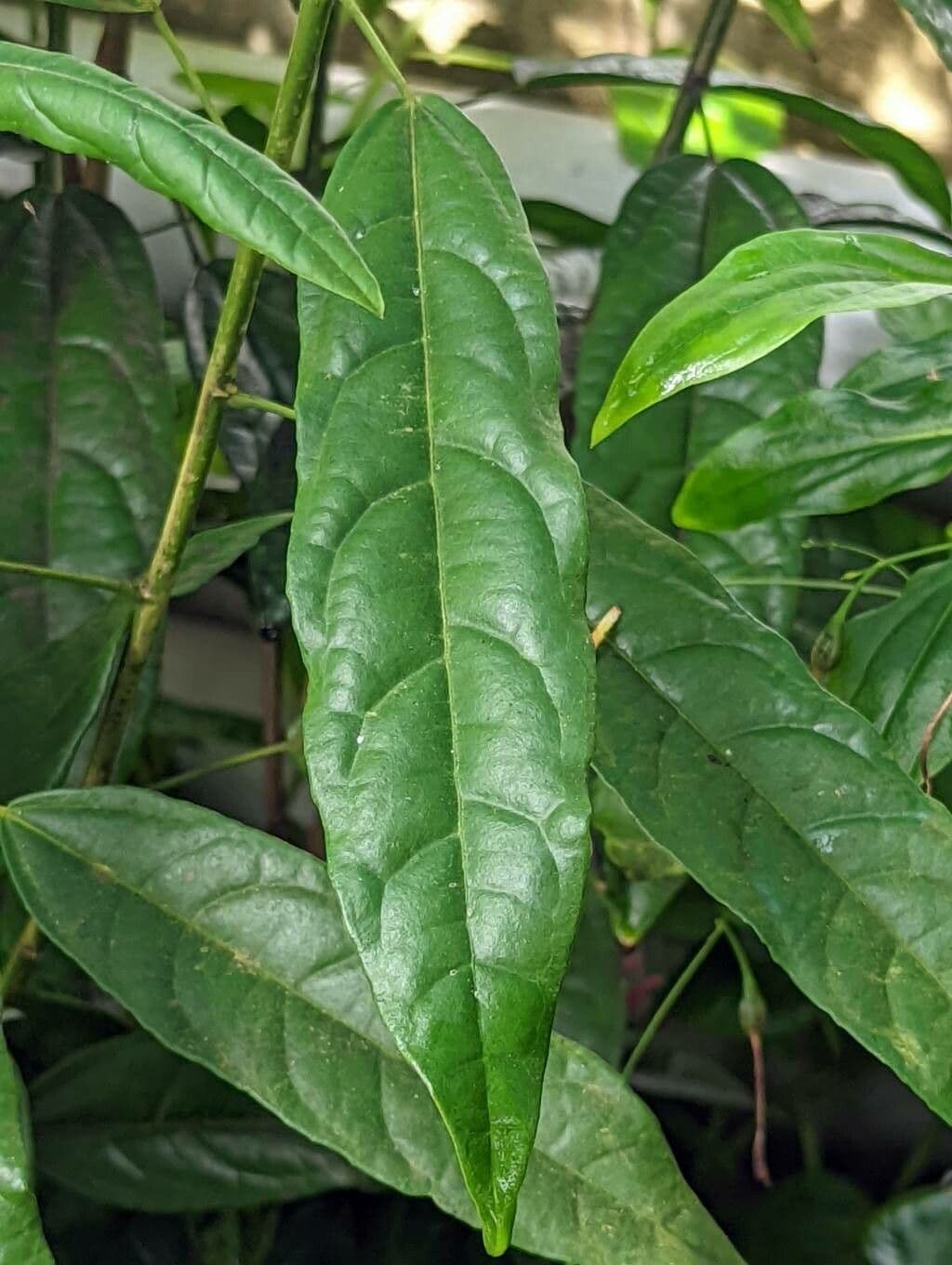 Pavonia 13