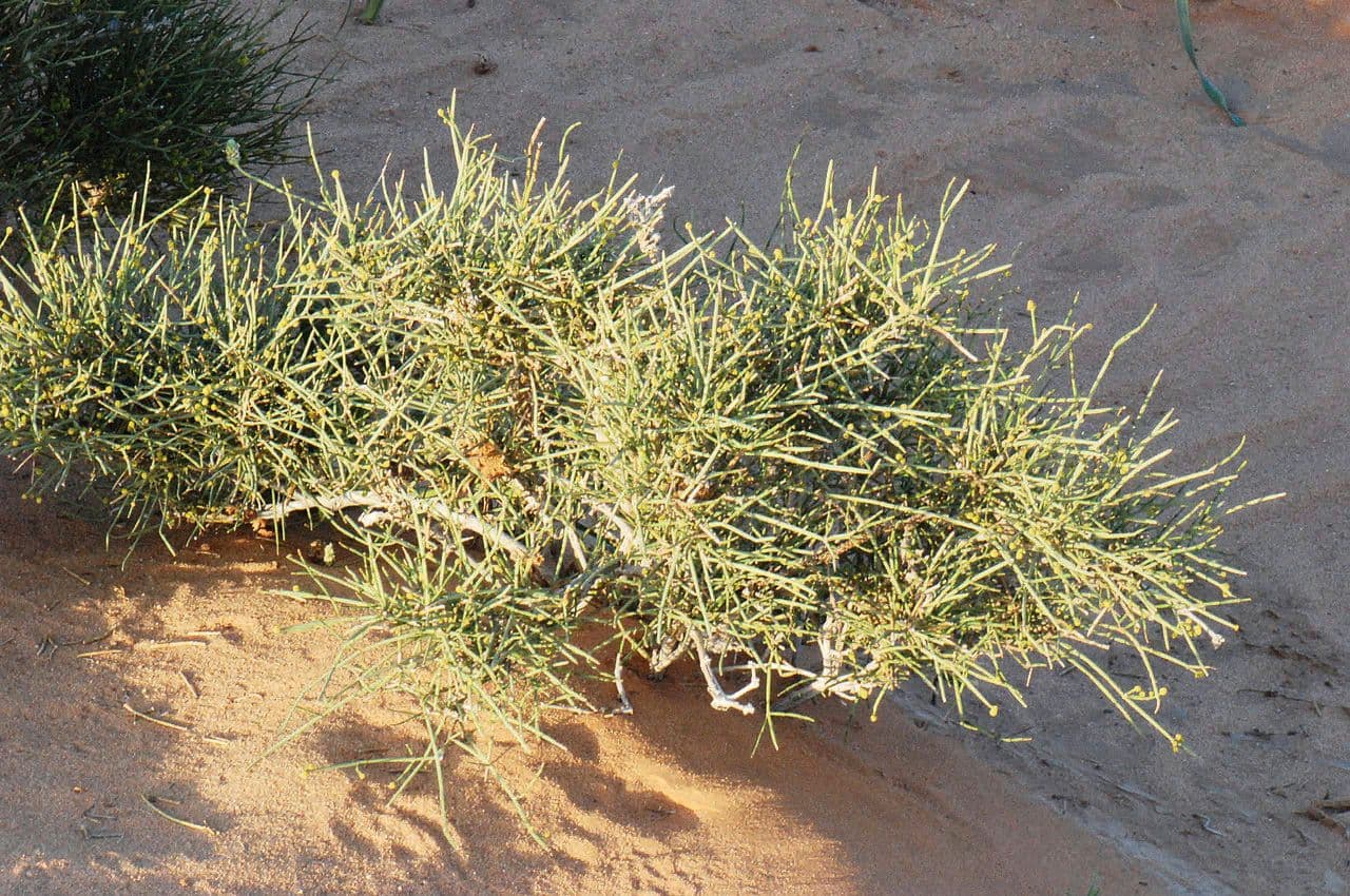 Efedra 6
