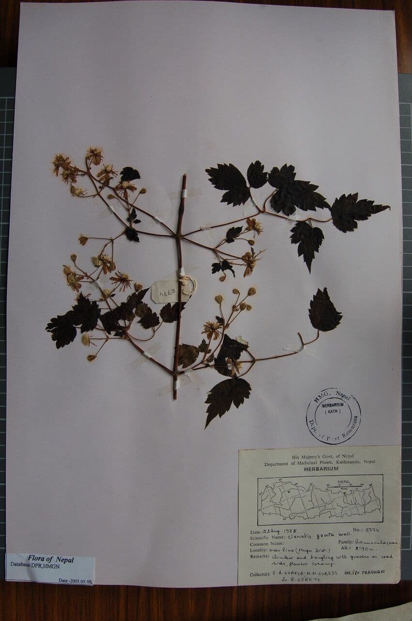 Clematide profumata 9