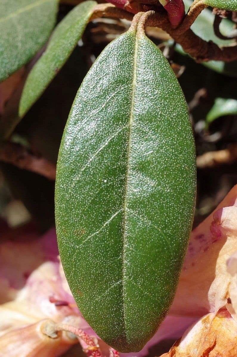 Rododendron rezavý 15