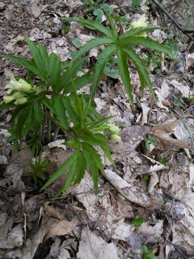 Cardamine 2