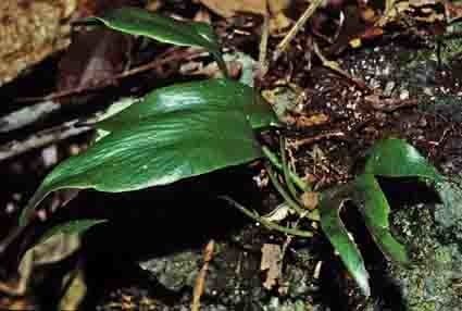 Antrophyum