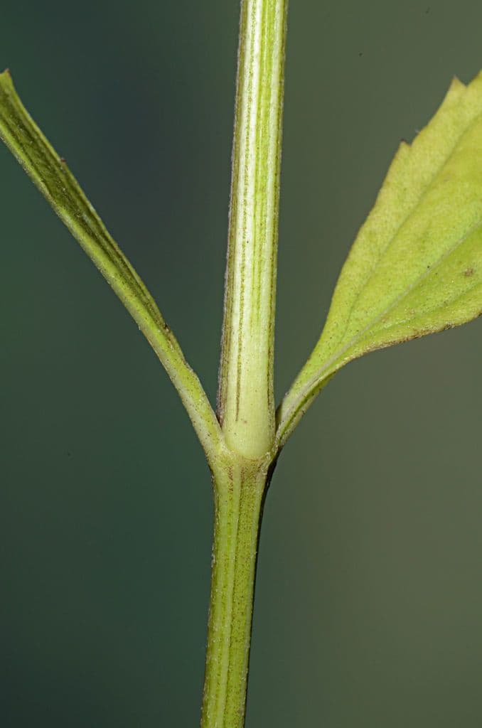 Lippia lanceolata 20