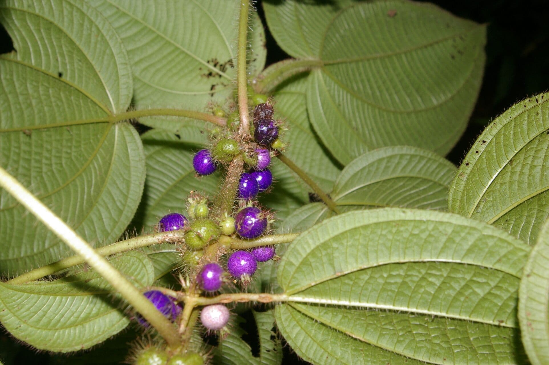 Miconia 7