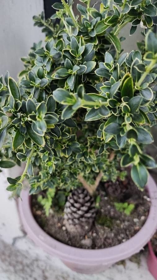Serissa 12