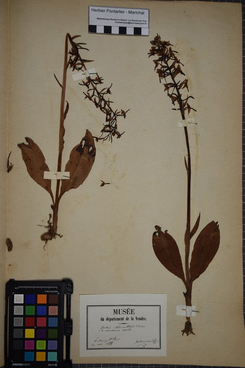 Platantera verdastra 28
