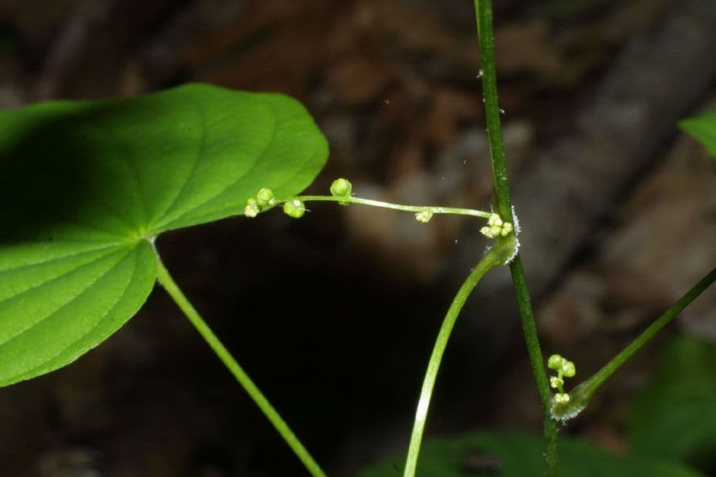 Dioscorea villosa 11