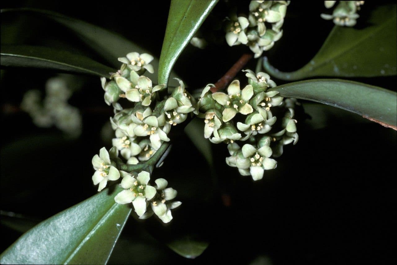 Microtropis 2