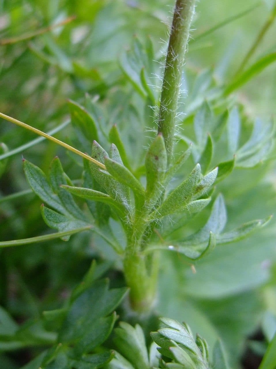 Callianthemum coriandrifolium 15