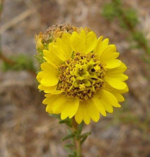 Holocarpha macradenia 2