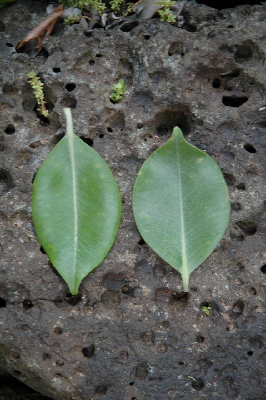 'Ōhi'a 3