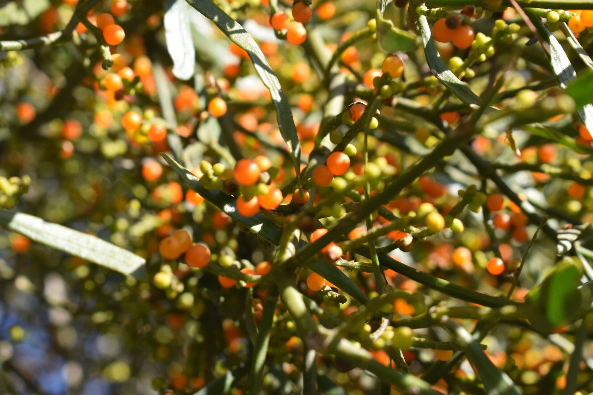 Phoradendron