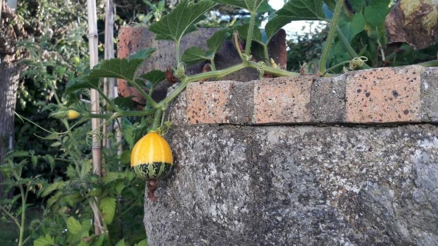 Bitter bottle gourd 2