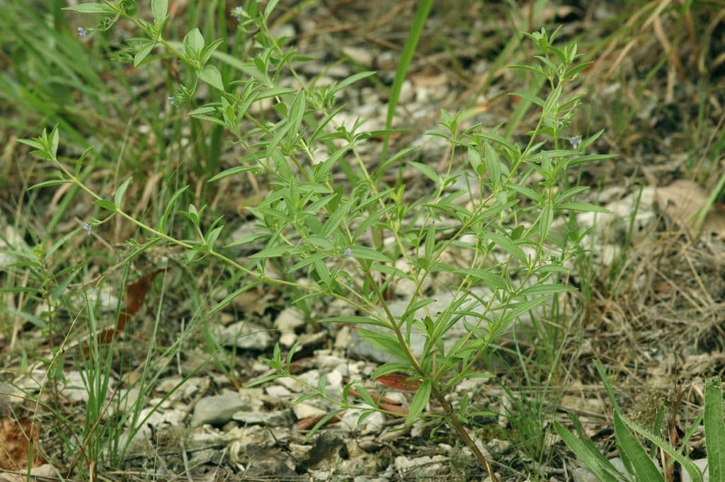 Trichostema 7