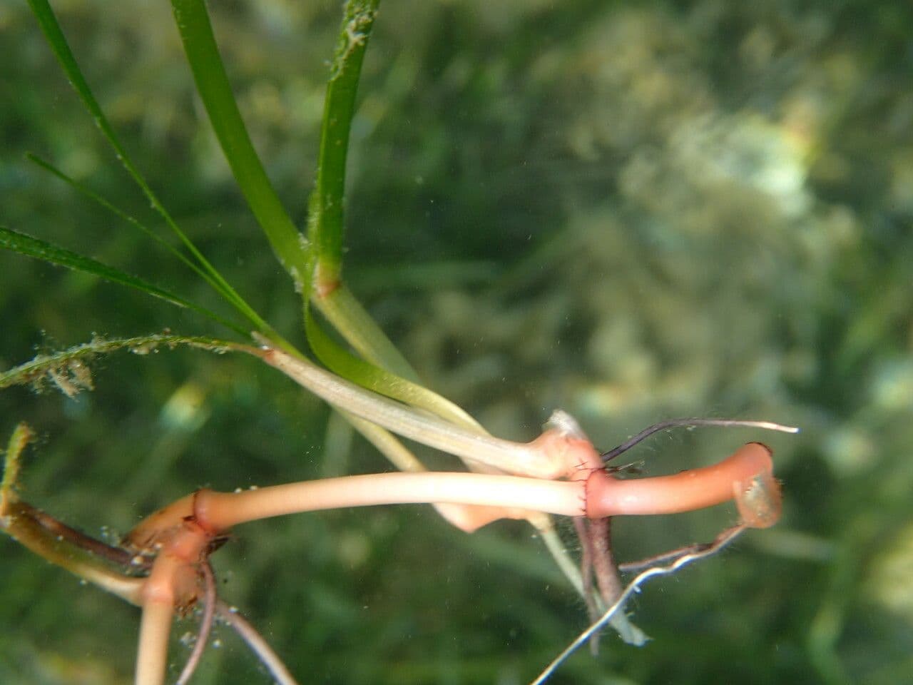 Cymodocea 11