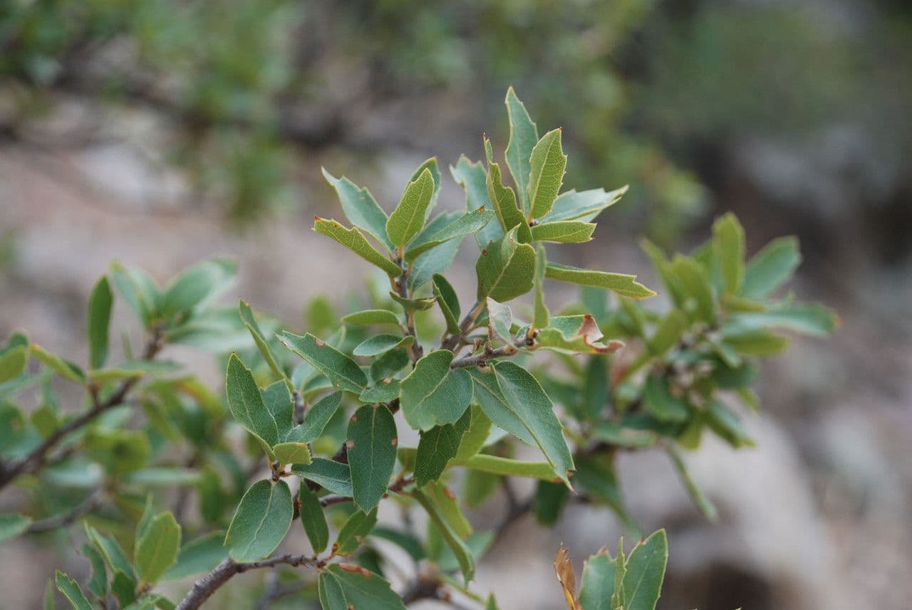 Quercia 3