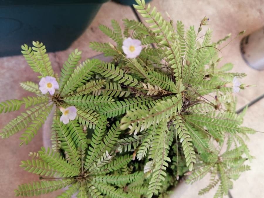Pianta vitale 15