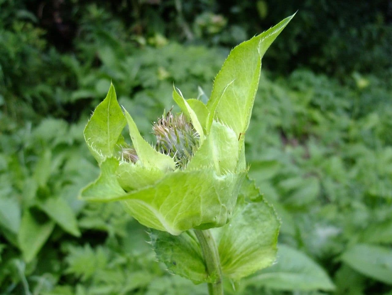 Kohldistel 29