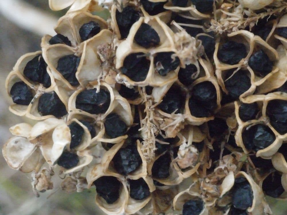 Aglio nero