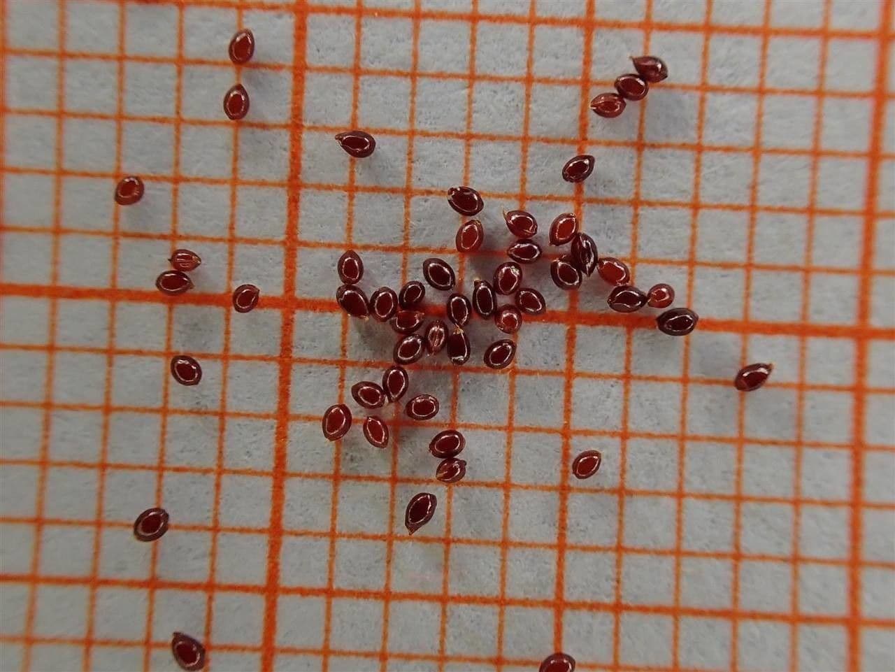 Mokrýš střídavolistý 25