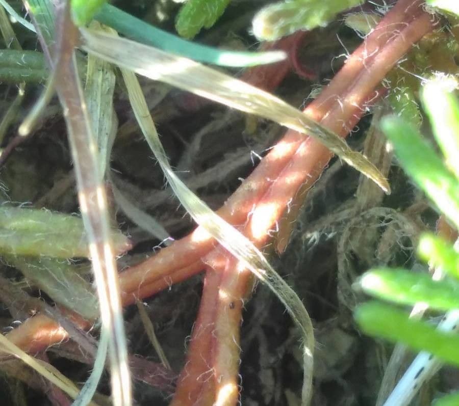 Bugle petit-pin 17