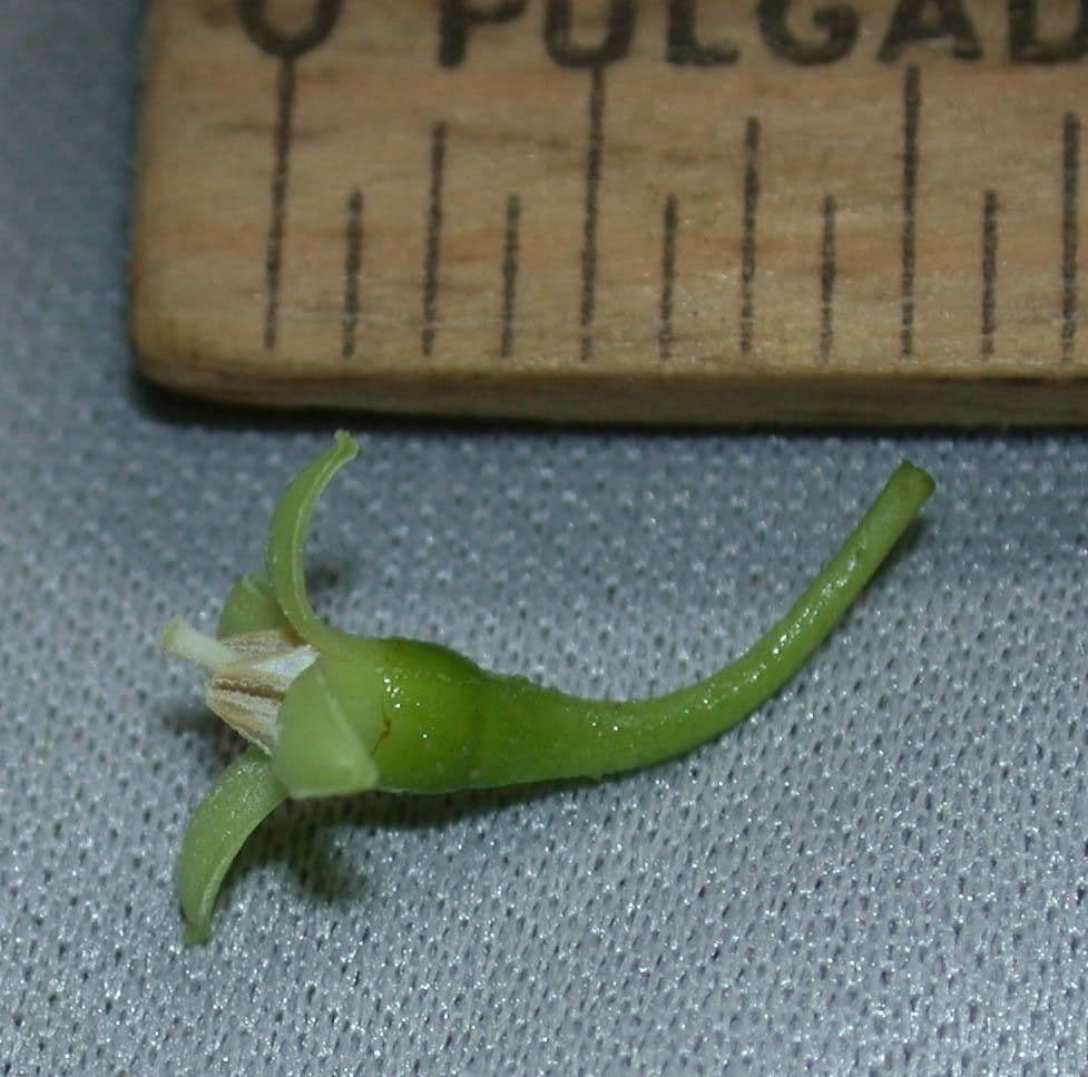 Cuatresia 8