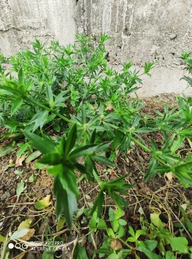 Eryngium foetidum 18