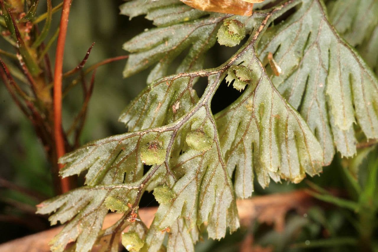 Braunes Hymenophyllum 8