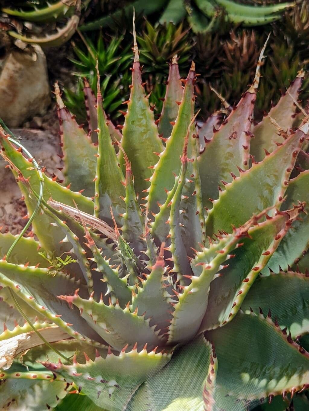 Aloe 2