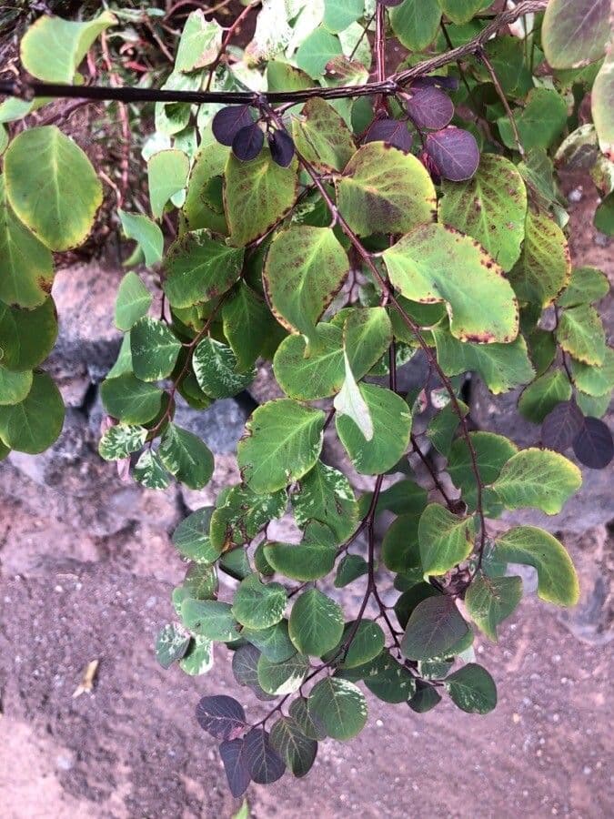Caprifoglio