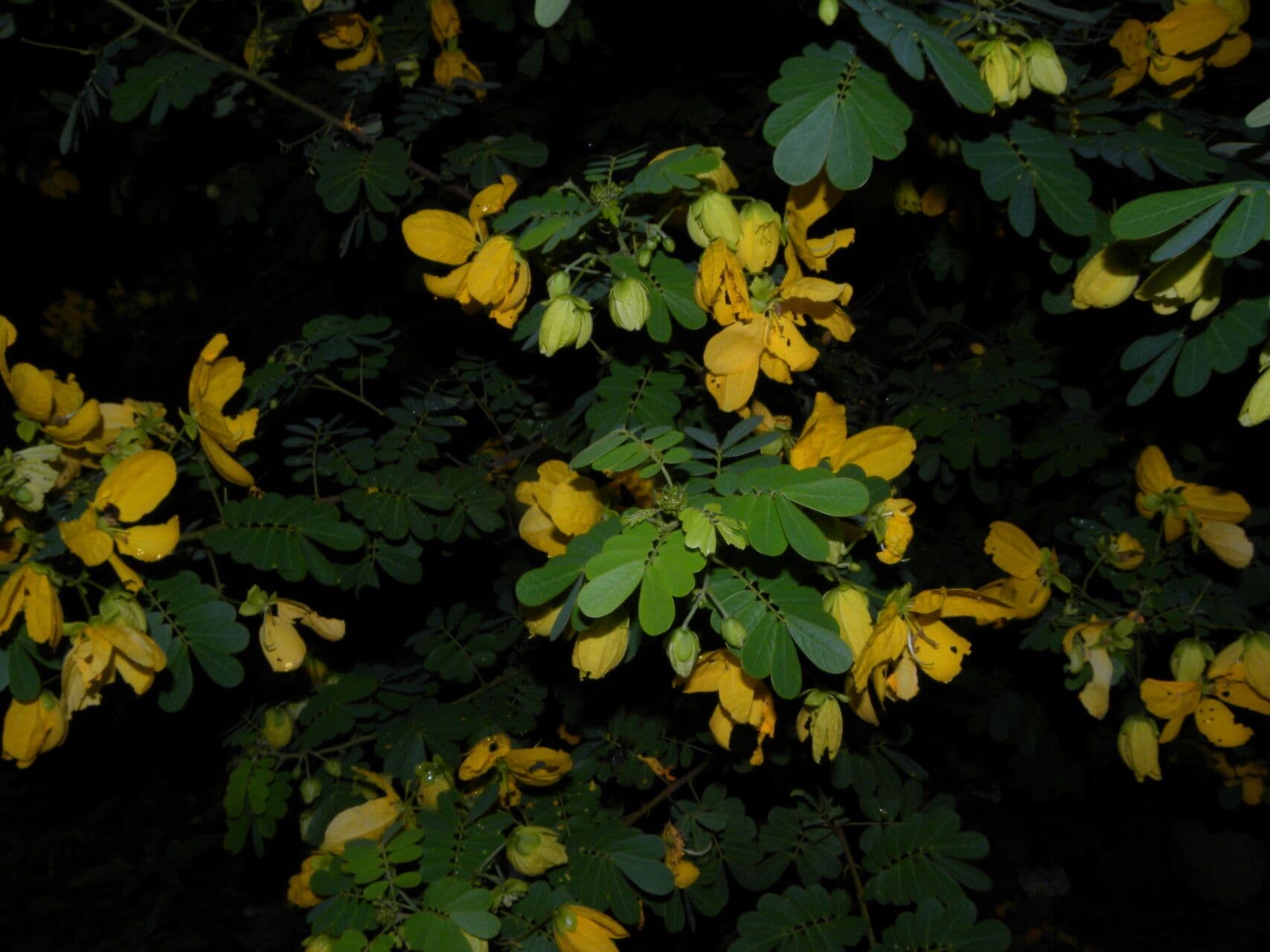 Senna 5