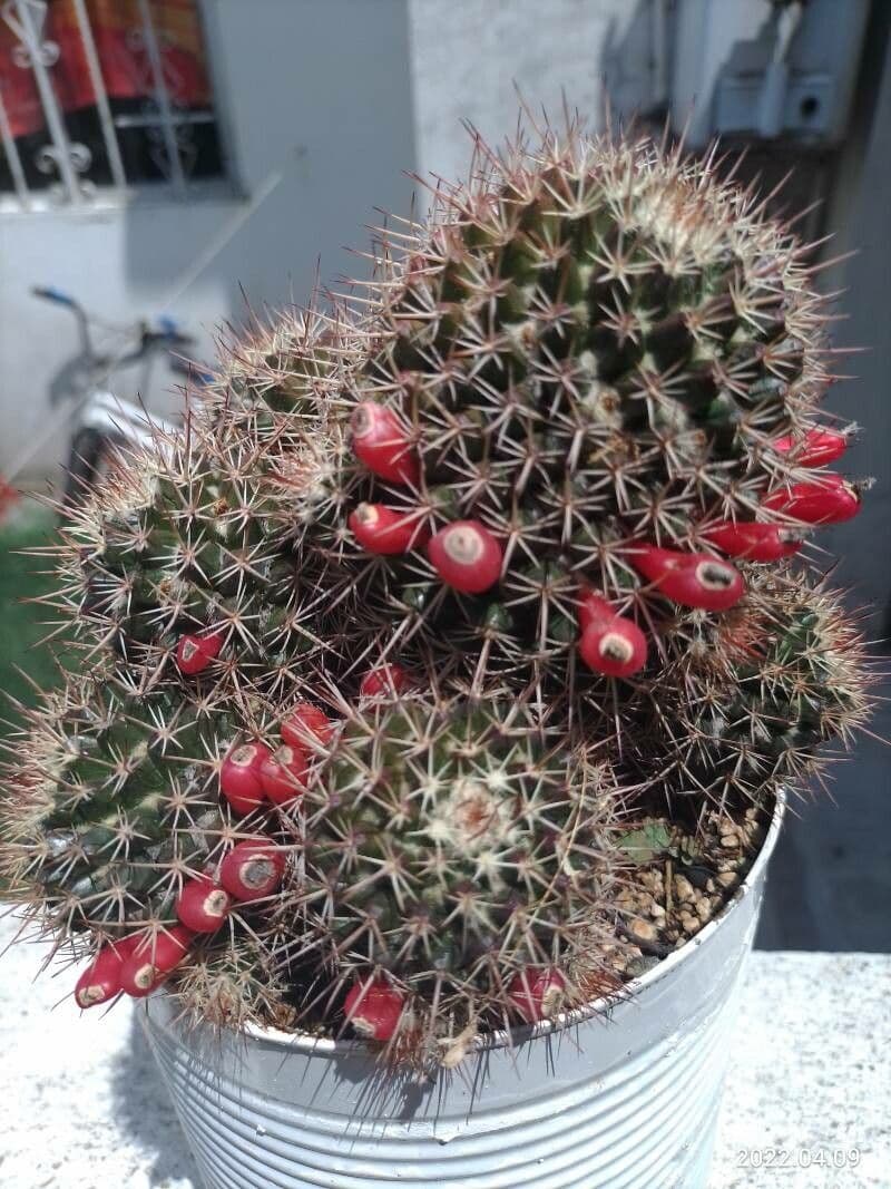 Ballkaktus 2