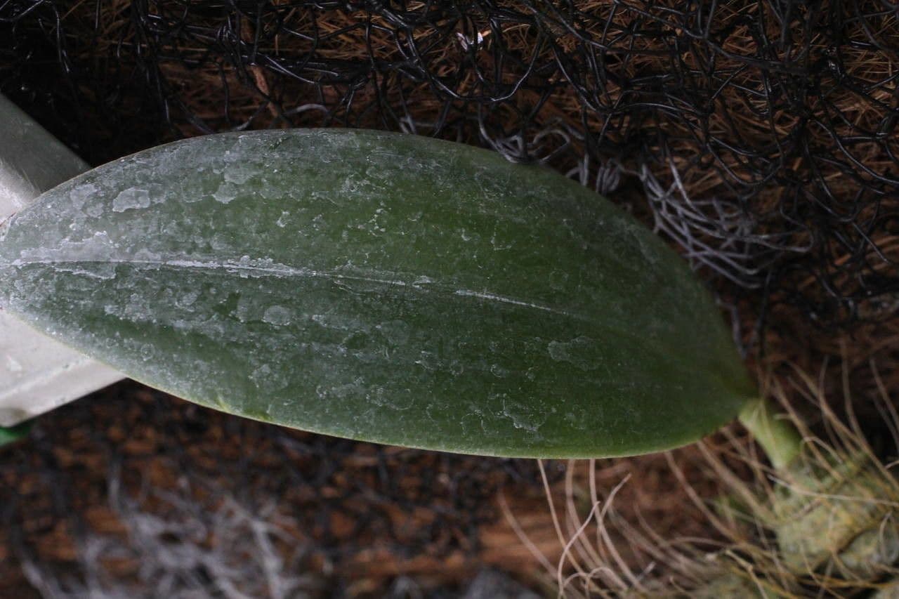 Dendrobium 9