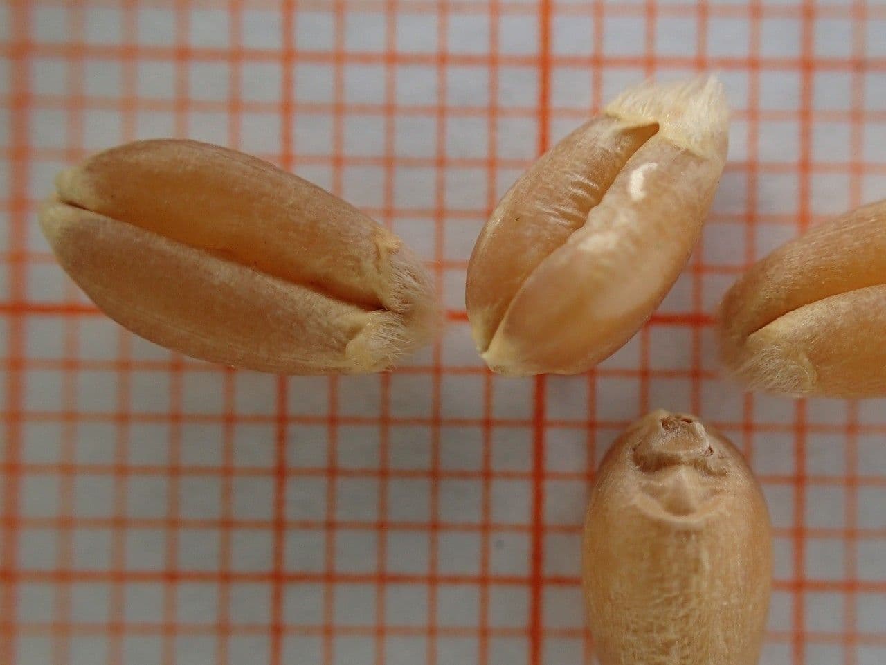 Trigo 30