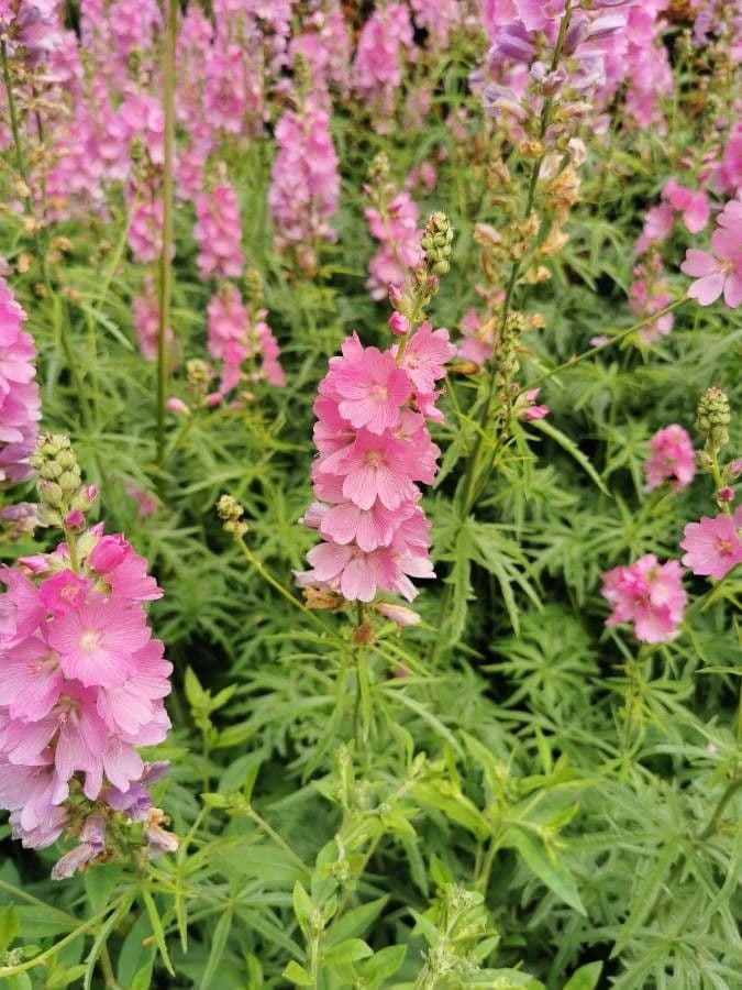 Sidalcea Cusicka 4
