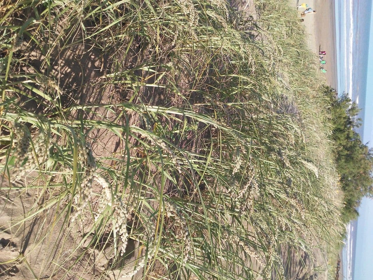 Panicum 3