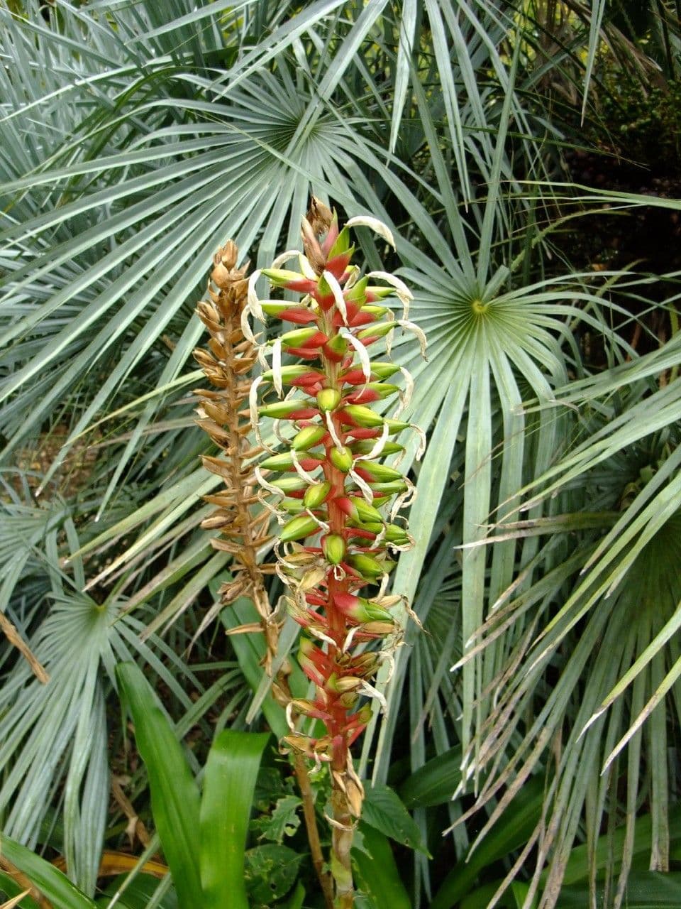 Pitcairnia