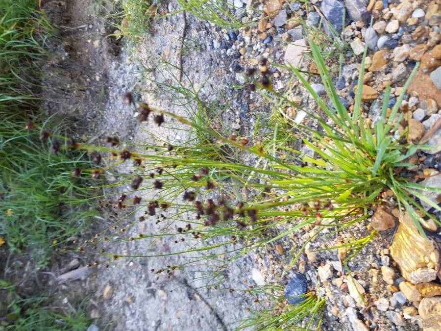 Alpen-Binse 4