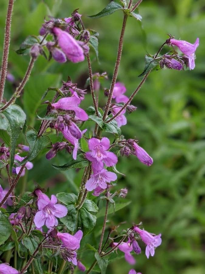Scharfblättrige Bartblume 6